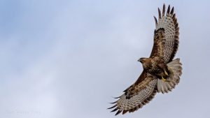 Kuşlar Uçarken Uyuyabilir mi?