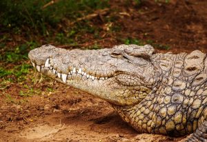 Hayvanlar Neden Habitattan Uzaklaşıyor?