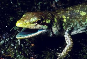 Yeşil Kanı Olan Tek Hayvan