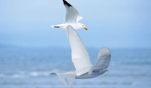 Çin vatandaşlarını izlemek için yüksek teknoloji robot kuş projesini başlattı