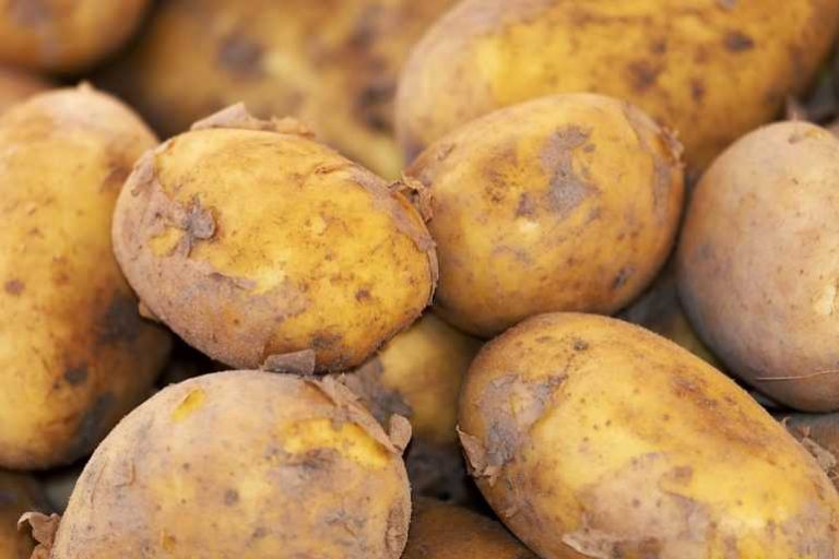 Patates, Domates ve Muz’dan Elektrik Enerjisi Elde Etmek Mümkün!