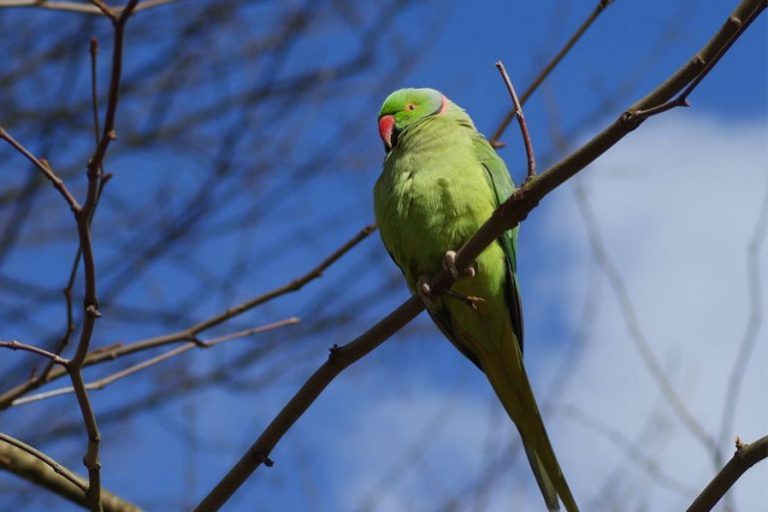 Hindistan’ın Haşhaş Bağımlısı Papağanları