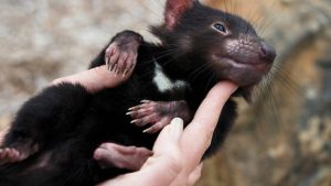 Tazmanya Canavarının Nesli Tükeniyor!