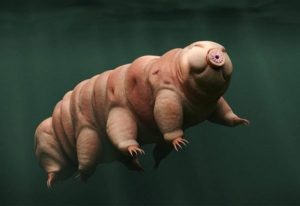 Binlerce Su Ayısı Uzayda Mahsur Kaldı